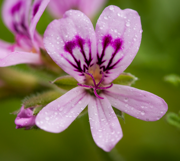 Rose Geranium Meditative Essence