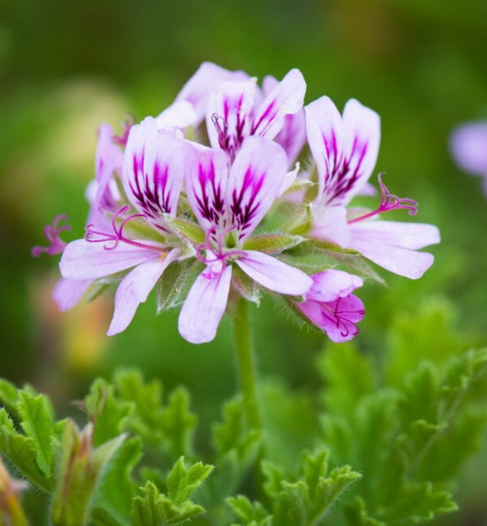 Rose Geranium Meditative Essence