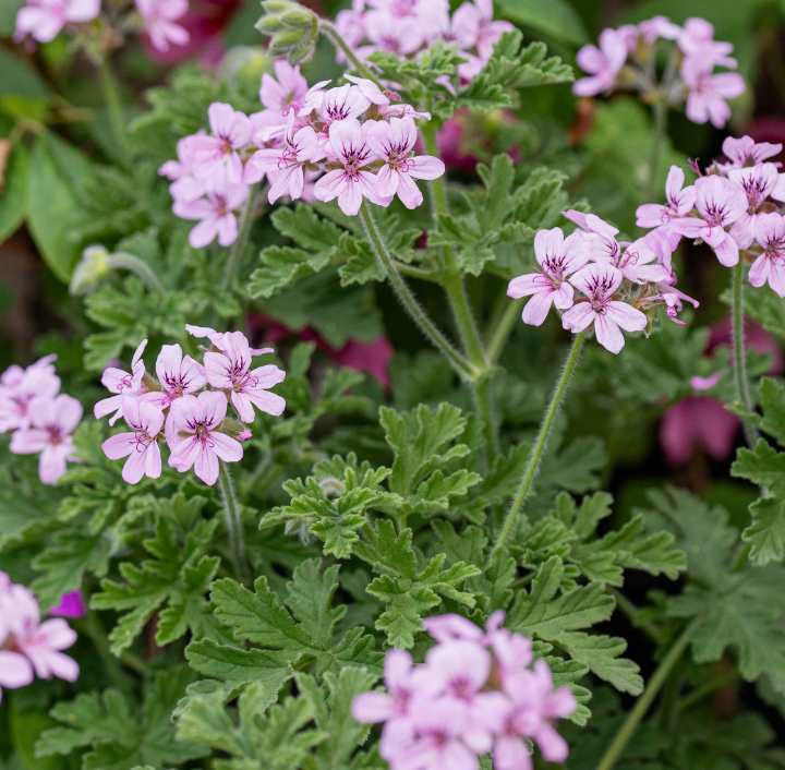 Rose Geranium Meditative Essence