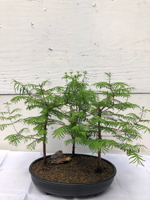 Redwood Bonsai Tree Three (3) Tree Forest Group - Medium (metasequoia)