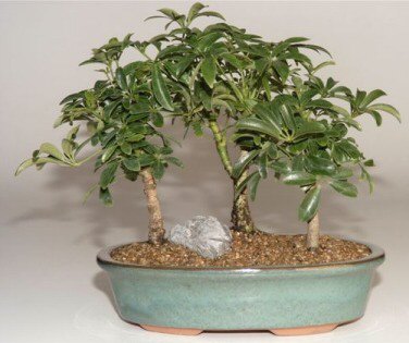 Hawaiian Umbrella Bonsai Tree 3 Tree Forest Group (Arboricola)
