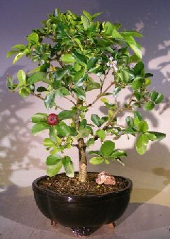 Flowering Dwarf Weeping Barbados Cherry Bonsai Tree - Large (malpighia)