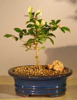Flowering Lavender Star Flower Bonsai Tree - Small (Grewia)