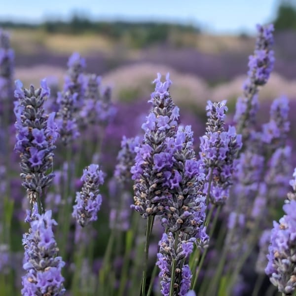 Violet Intrigue Lavender Meditative Essence