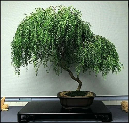 Bonsái de sauce llorón - Corte de árbol - Tronco grueso grande - Planta de interior viva - Salix babylonica