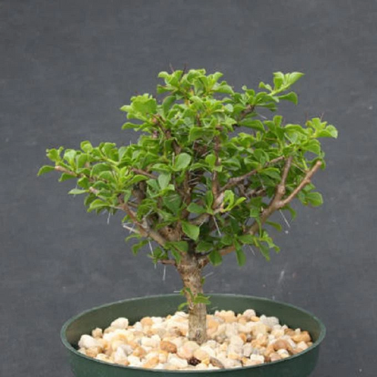 Pereskia portulacifolia 6” Plant | Rare Cactus Bonsai Specimen | Live Pereskia Starter | Unique Tree-Form Cacti for Collectors